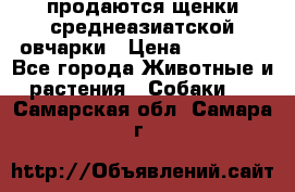 продаются щенки среднеазиатской овчарки › Цена ­ 30 000 - Все города Животные и растения » Собаки   . Самарская обл.,Самара г.